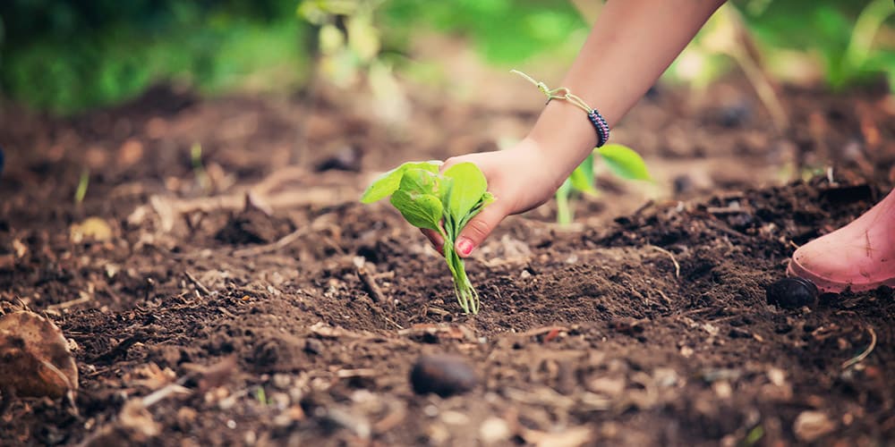 Hand planting a small tree