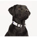 Full Color 1&quot; Wide Adjustable Pet Collar | Pet Accessories | EcoFriendly, Giftboxed, GiftSet, Home & DIY, InstructionCardIncluded, NewColorsAvailable, PackagingIncludedForBlanks, Pet Accessories, Recycled, sku-SM-8058 | CFDFpromo.com